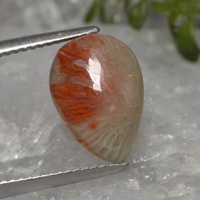 Corail multicolore naturelle en forme de poire, 3,19 ct, translucide