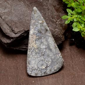 Corail multicolore naturelle trillion, 29,10 ct, opaque