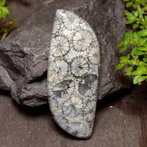 Corail Multicolore naturelle Forme fantaisie, 26.84 ct, Opaque