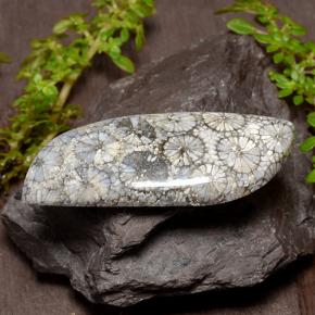 Corail Multicolore naturelle Forme fantaisie, 26.84 ct, Opaque