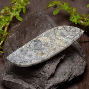 Corail Multicolore naturelle Forme fantaisie, 26.84 ct, Opaque