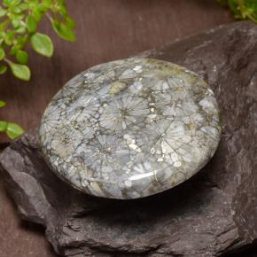 Corail Multicolore naturelle Coupe roude, 42.64 ct, Opaque