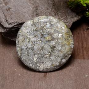 Corail Multicolore naturelle Coupe roude, 42.64 ct, Opaque