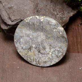 Corail Multicolore naturelle Coupe roude, 42.64 ct, Opaque