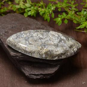 Corail Multicolore naturelle Marquise, 36.99 ct, Opaque