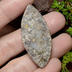 Corail Multicolore naturelle Marquise, 36.99 ct, Opaque