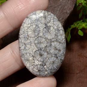 Corail Multicolore naturelle Coupe ovale, 34.23 ct, Opaque