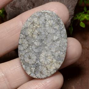 Corail Multicolore naturelle Coupe ovale, 34.23 ct, Opaque