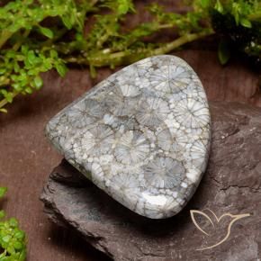 Corail Multicolore naturelle En forme de poire, 39.63 ct, Opaque
