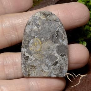 Corail Multicolore naturelle Fantaisie, 45.79 ct, Opaque