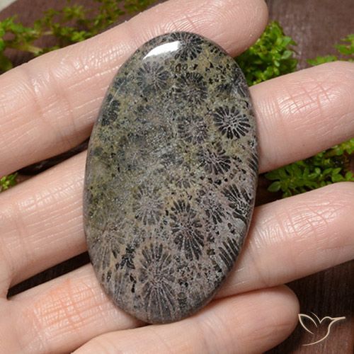 66.42ct Naturel Multicolore corail, ovale, Opaque