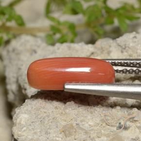 Corail Orange feu naturelle ovale, 2.00 ct, Opaque