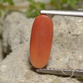Corail Orange feu naturelle ovale, 2.00 ct, Opaque