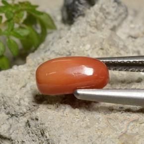Corail Orange moyen naturelle ovale, 1.81 ct, Opaque