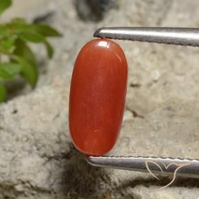 Corail Orange moyen naturelle ovale, 1.85 ct, Opaque