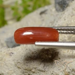 Corail Rouge feu naturelle ovale, 1.81 ct, Opaque