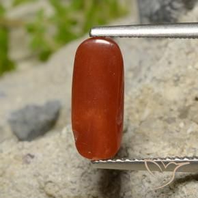Corail Rouge feu naturelle ovale, 1.81 ct, Opaque