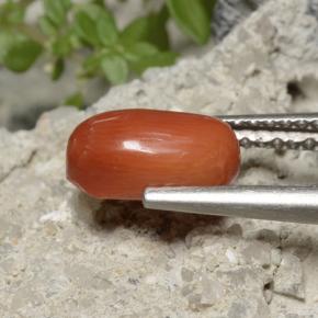 Corail Orange moyen naturelle Coupe ovale, 1.70 ct, Opaque