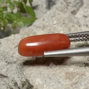 Corail Orange moyen naturelle ovale, 2.15 ct, Opaque
