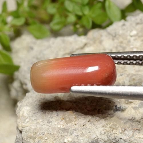 Corail Orange feu naturelle ovale, 2.78 ct, Opaque