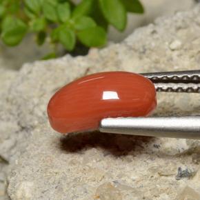Corail orange naturelle coupe ovale, 1,40 ct, opaque
