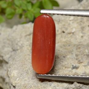 Corail Rouge-orange naturelle Coupe ovale, 2.47 ct, Opaque