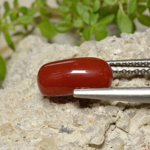 Corail Rouge feu naturelle ovale, 2.06 ct, Opaque
