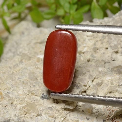 Corail Rouge feu naturelle ovale, 2.06 ct, Opaque