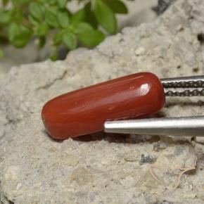 Corail Rouge moyen naturelle ovale, 2.26 ct, Opaque