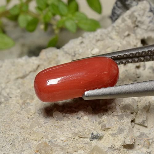 Corail Rouge-orange naturelle ovale, 1.79 ct, Opaque