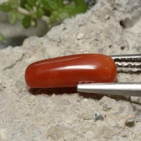 Corail Rouge moyen naturelle ovale, 2.13 ct, Opaque