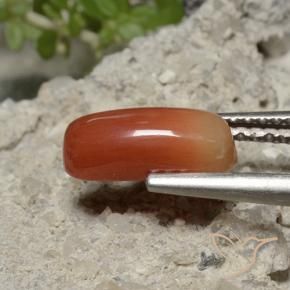 Corail Rouge moyen naturelle ovale, 1.69 ct, Opaque