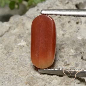 Corail Rouge moyen naturelle ovale, 1.69 ct, Opaque