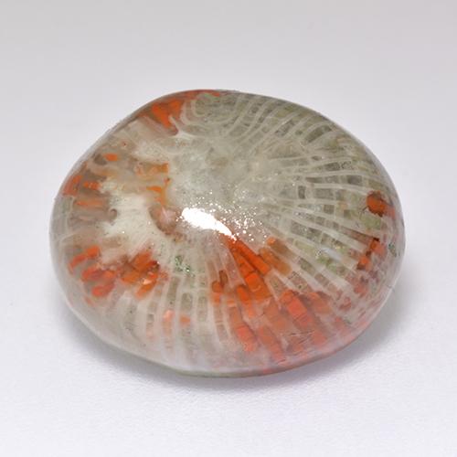 Corail multicolore naturelle coupe ovale, 13,38 ct, translucide