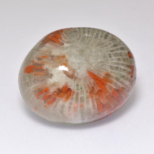 Corail multicolore naturelle coupe ovale, 13,38 ct, translucide