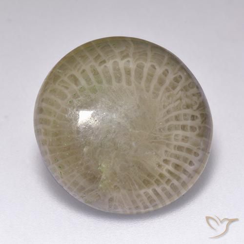 Corail Multicolore naturelle Tour, 9.39 ct, Opaque