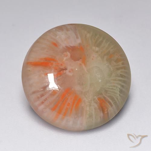 Corail Multicolore naturelle Tour, 7.51 ct, Translucide