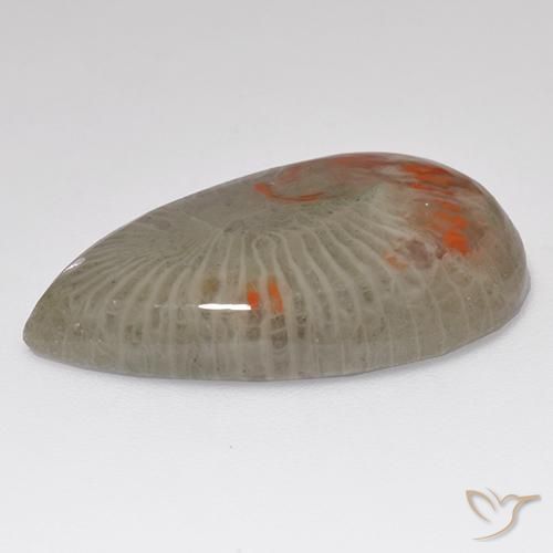 Corail Multicolore naturelle En forme de poire, 15.23 ct, Translucide
