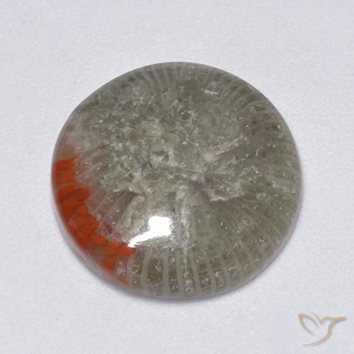 Corail Multicolore naturelle Tour, 6.25 ct, Translucide