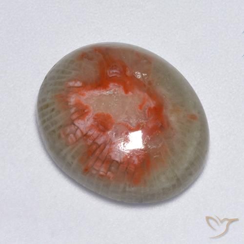 Corail Multicolore naturelle ovale, 7.75 ct, Translucide