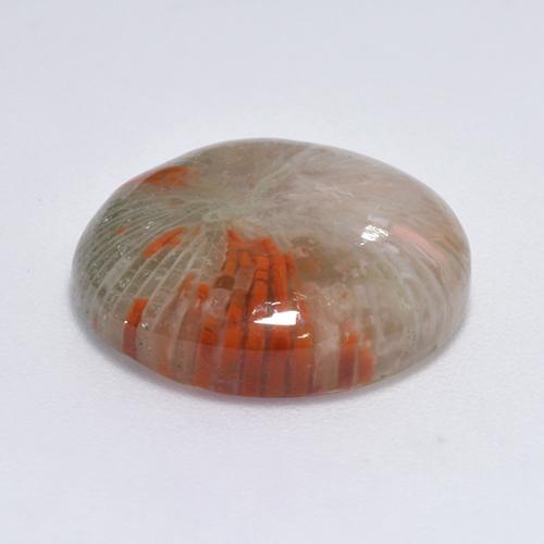 Corail Multicolore naturelle Coupe roude, 9.25 ct, Translucide