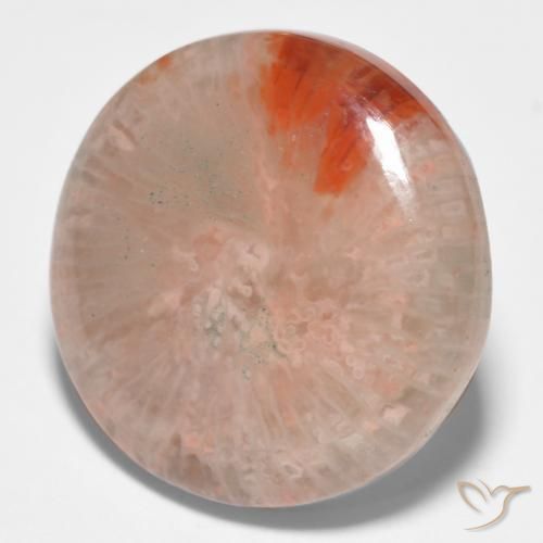 Corail Multicolore naturelle Tour, 11.09 ct, Translucide