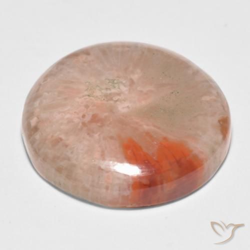 Corail Multicolore naturelle Tour, 11.09 ct, Translucide