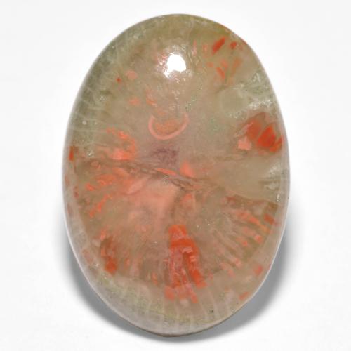 Corail multicolore naturelle coupe ovale, 10,04 ct, translucide