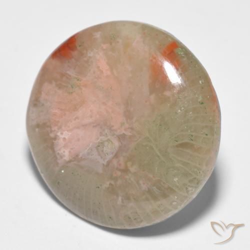 Corail Multicolore naturelle Tour, 11.91 ct, Translucide
