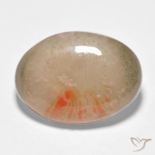 Corail Multicolore naturelle ovale, 10.34 ct, Translucide