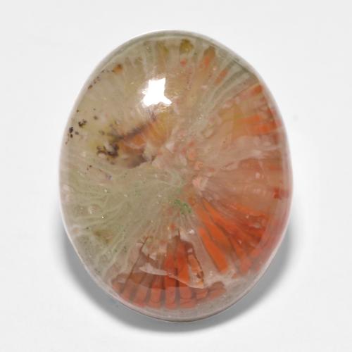 Corail multicolore naturelle coupe ovale, 11,35 ct, translucide