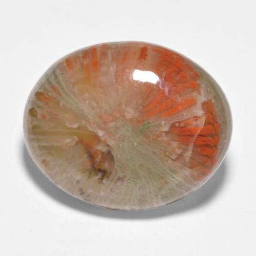 Corail multicolore naturelle coupe ovale, 11,35 ct, translucide