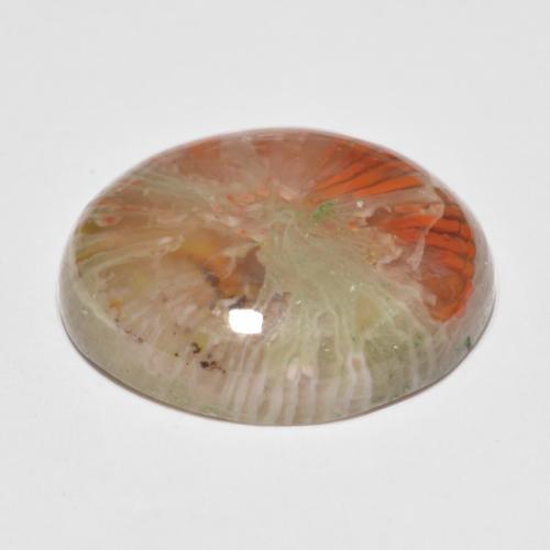 Corail multicolore naturelle coupe ovale, 11,35 ct, translucide