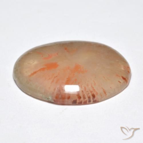 Corail Multicolore naturelle ovale, 9.95 ct, Translucide